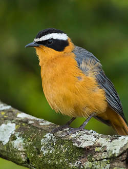 Bird Walk